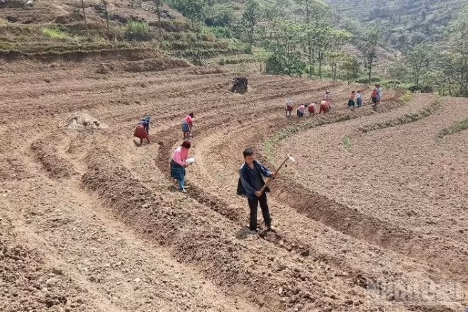 Đồng bào các dân tộc tỉnh Cao Bằng chuyển đổi đất rẫy trồng cây lương thực sang trồng cây dược liệu, mang lại hiệu quả kinh tế cao.