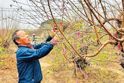 Những cây đào Nhật Tân luôn được khách đến xem và mua “tại vườn”.