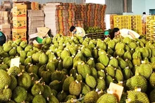 Ngành sầu riêng cần đi bằng cả chất lượng và minh bạch.