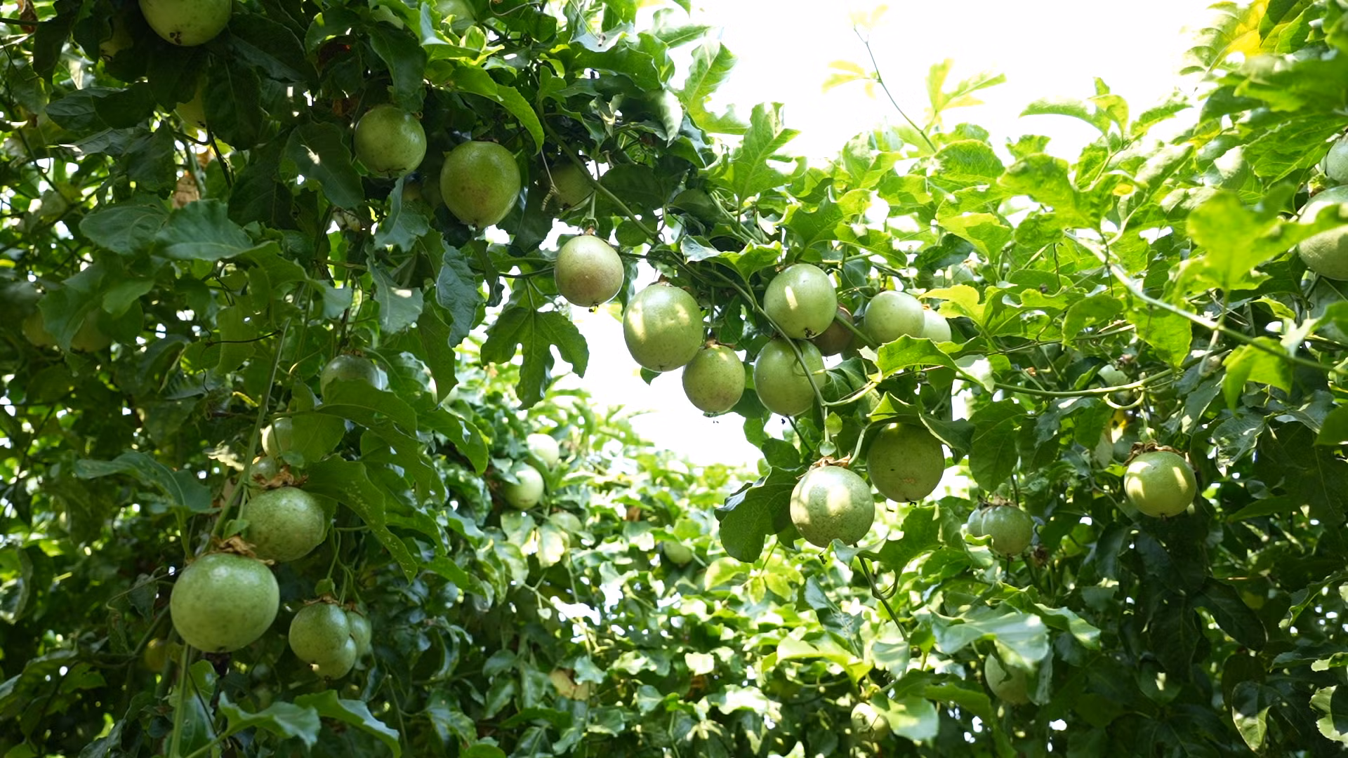 Đồng hành xanh hóa nông nghiệp: Từ giấc mơ đến hiện thực