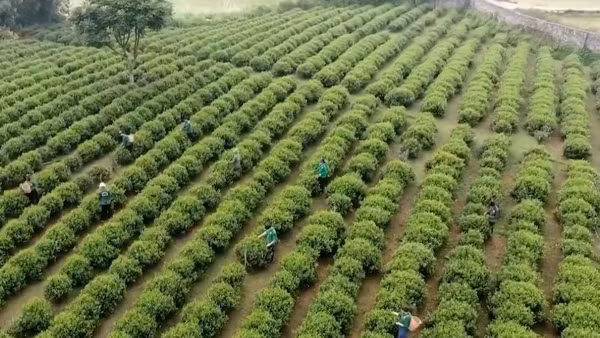 [Video] Giữ “vàng xanh” trên núi Hồng Thái