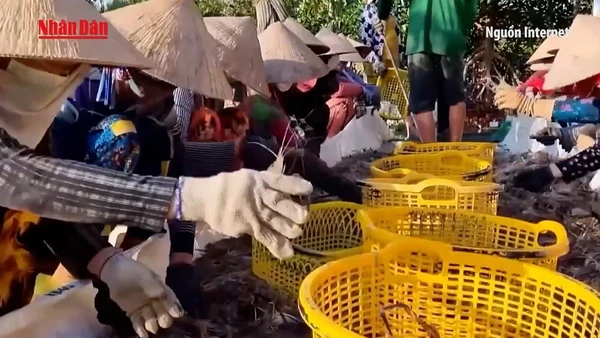 [Video] Giá tôm cuối vụ tăng mạnh, nông dân Đồng Tháp thu lãi cao