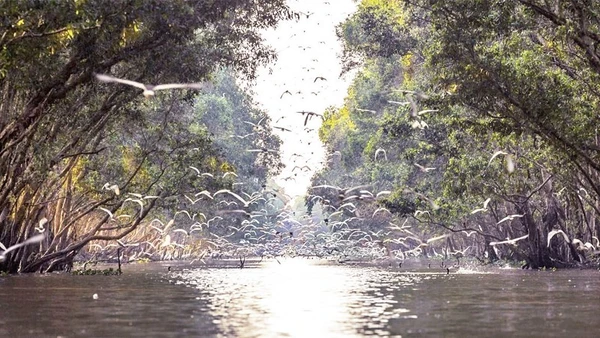 Vườn quốc gia Tràm Chim cần thêm nhiều dự án hỗ trợ bảo tồn hệ sinh thái.