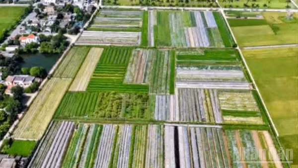 Hợp tác xã nam dược Hoàng Lương (tỉnh Hưng Yên) đã phát triển được hơn 70ha vùng trồng cây dược liệu.
