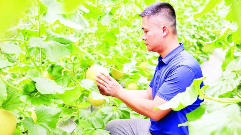 Mô hình trồng dưa lưới OCOP 3 sao ứng dụng công nghệ tưới nhỏ giọt tự động của hộ gia đình anh Nguyễn Việt Lâm mang lại hiệu quả kinh tế cao.