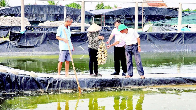 Mô hình sản xuất hàu giống tại xã ven biển Hải Xuân, tỉnh Ninh Bình đem lại hiệu quả kinh tế cao.