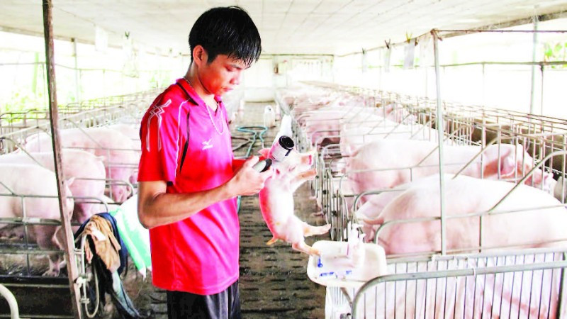 Người dân tổ chức tiêm vắc-xin phòng dịch tả lợn châu Phi cho đàn lợn.