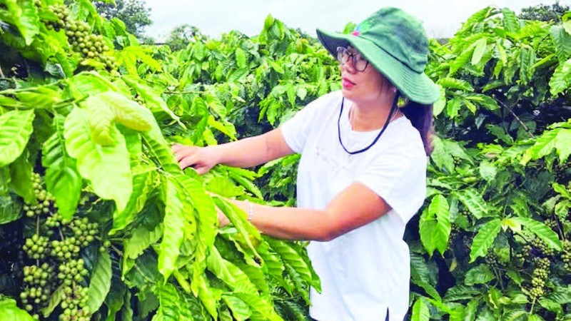 Nhờ áp dụng khoa học, kỹ thuật vào sản xuất, mô hình trang trại của chị Nguyễn Thị Thùy Trang mỗi năm đều cho sản lượng và năng suất cao.