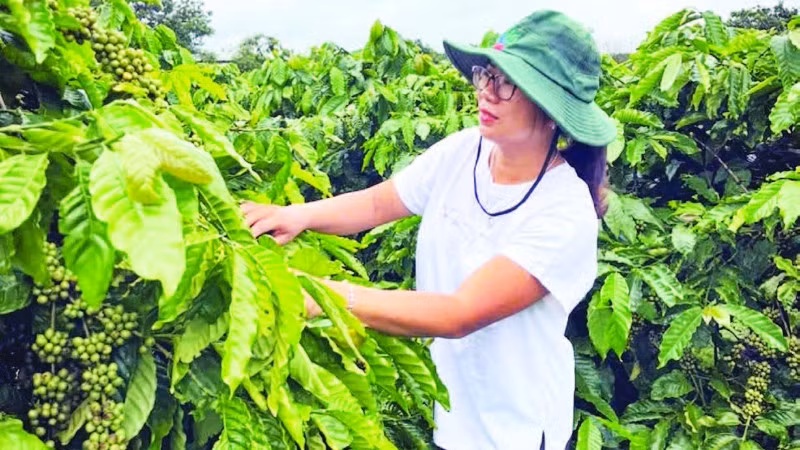 Nhờ áp dụng khoa học, kỹ thuật vào sản xuất, mô hình trang trại của chị Nguyễn Thị Thùy Trang mỗi năm đều cho sản lượng và năng suất cao.