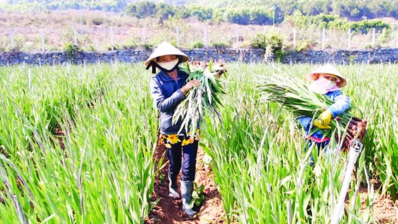 Nhà nông tại làng hoa lay-ơn xã Hiệp Thạnh thu hoạch hoa bán dịp Tết.