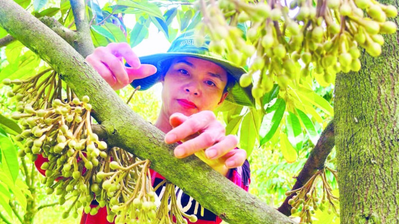 Phát triển vườn cây ăn trái có giá trị kinh tế cao tạo nguồn thu nhập ổn định cho người dân xã Ia Chim.