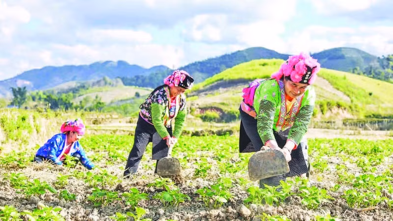 Người dân bản Háng Lìa A chăm sóc cây khoai tây lần đầu tiên được trồng trên đất ruộng.