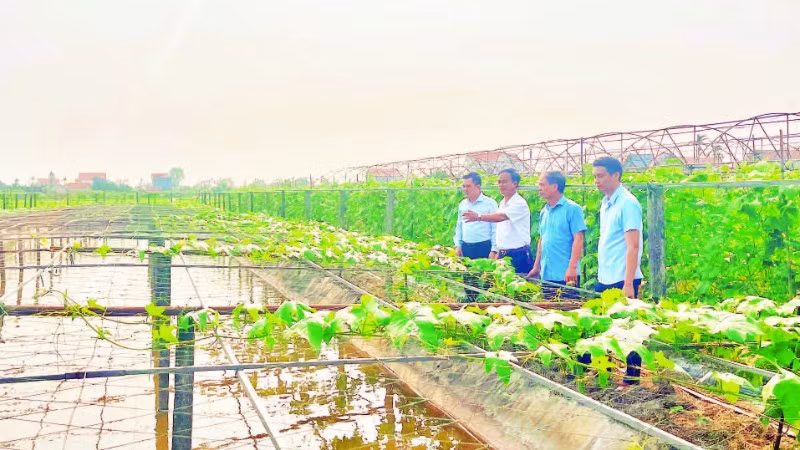 Những mô hình chuyển đổi cây trồng hiệu quả mang lại giá trị kinh tế cao tại xã Khánh Hội.