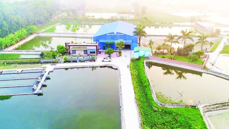 Trung tâm giống thủy sản của Hợp tác xã sản xuất và Thương mại Xuyên Việt.