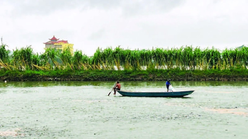 Làng nghề Hội Am, phường Vĩnh Am, thành phố Hải Phòng chuyên ương cá giống để cung cấp ra thị trường.
