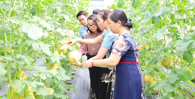 Hợp tác xã Vfresh Garden trở thành điểm sáng nông nghiệp công nghệ cao được nhiều người đến tham quan, học tập. z7153854740361-e47e1230b636e7435f7ad2870d9b2952.jpg