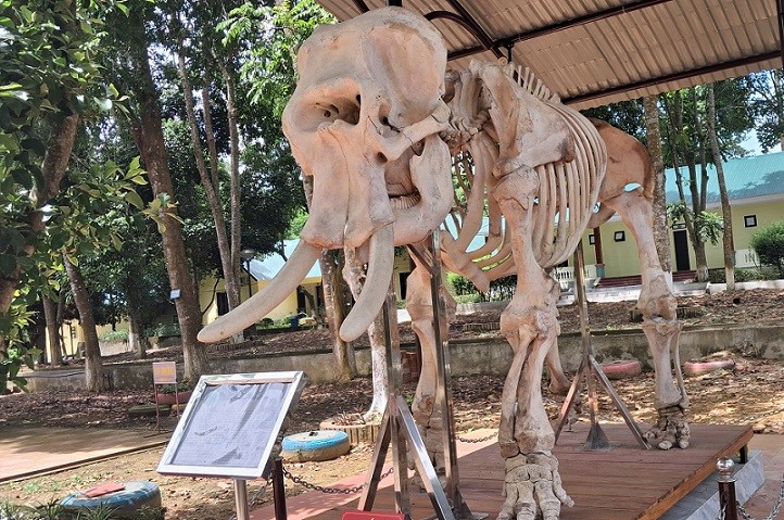Cùng bộ xương voi đực trưởng thành (45-50 tuổi), có ngà dài hơn 30 cm. 20250708-104739.jpg