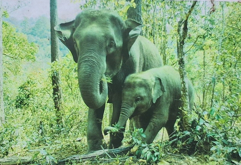 Mô hình hai mẹ con voi làm bằng bẫy thú được lấy ý tưởng từ hai mẹ con nhà voi sinh sống ở Vườn quốc gia Pù Mát. 20250708-105146.jpg