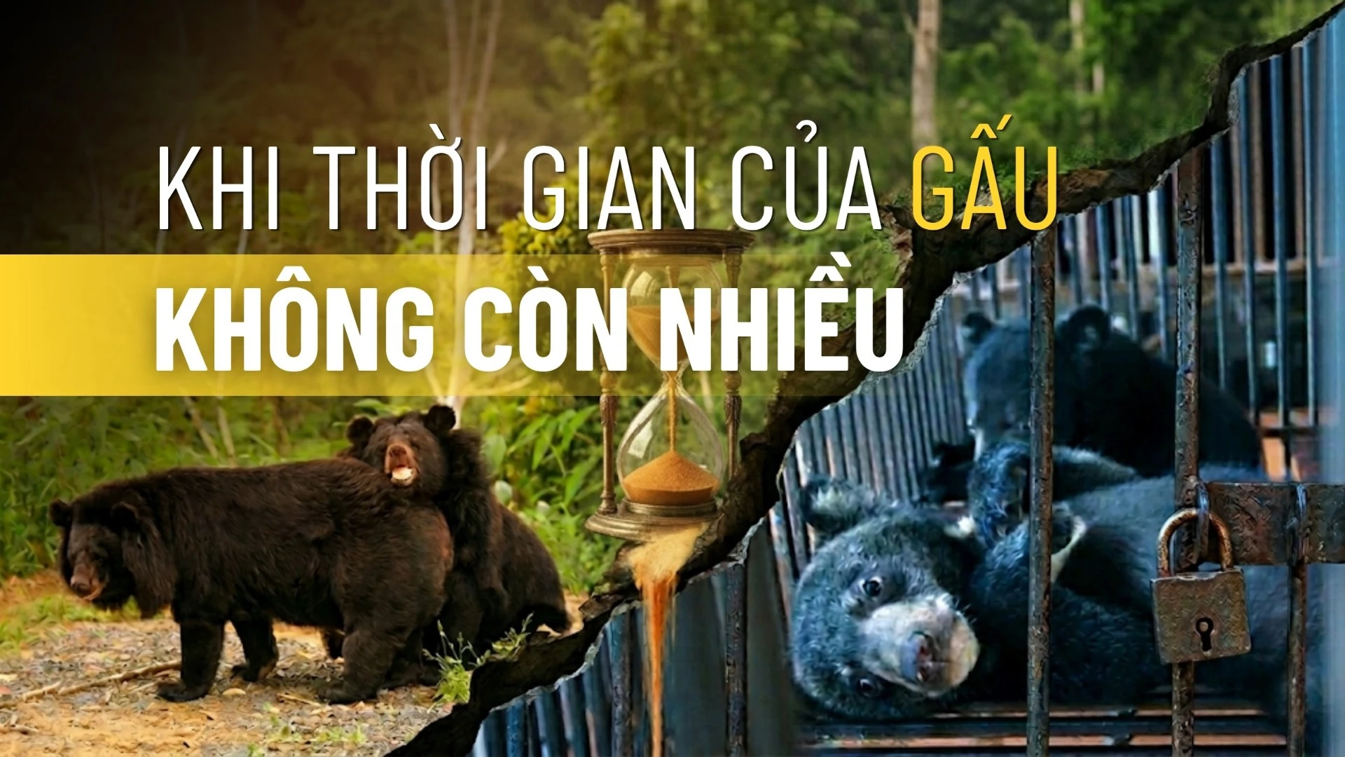 Hồi chuông cảnh báo từ Phúc Thọ: Gấu chết nhiều hơn được cứu hộ, cần hành động quyết liệt