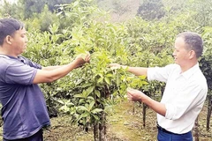 Cây hồi trở thành cây trồng chủ lực để xóa nghèo tại xã Đường Hồng.