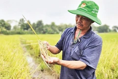 Nông dân Tây Ninh trồng lúa sạch, hiệu quả kinh tế cao.