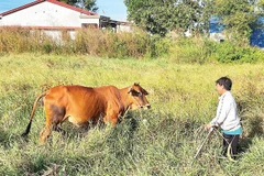 Chăn nuôi bò đẻ đem lại khoản tích lũy đáng kể cho các hộ nghèo.