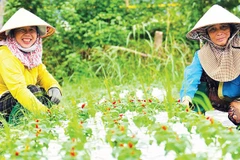 Người trồng hoa Tết ở xã Duy Xuyên, thành phố Đà Nẵng vào vụ Tết.