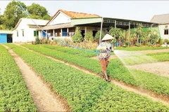 Nông dân Tây Ninh chăm sóc vườn rau.