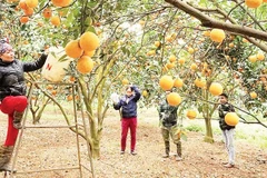 Vườn cam Cao Phong sau khi được tái canh cho chất lượng và sản lượng tốt.