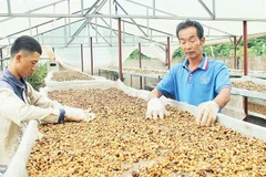 Nhờ đổi mới đồng bộ từ giống, quy trình và công nghệ, đến nay 97% sản lượng cà-phê đặc sản của hợp tác xã được xuất khẩu sang hơn 20 quốc gia.