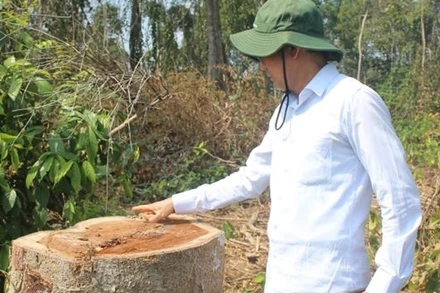 Lãnh đạo UBND tỉnh Đồng Nai kiểm tra khu vực cây rừng bị chặt vào ngày 28-12-2019.