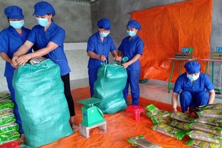 Đóng gói sản phẩm miến dong tại HTX Tài Hoan. 