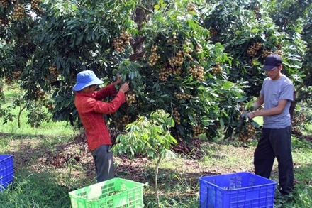Thu hoạch nhãn chín sớm ở HTX An Phú (huyện Sông Mã, tỉnh Sơn La). 