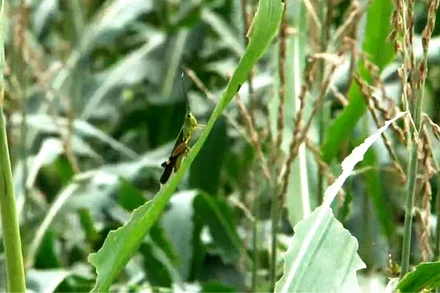 Nhiều nương ngô ở bản Tá Miếu bị châu chấu tre ăn lá.
