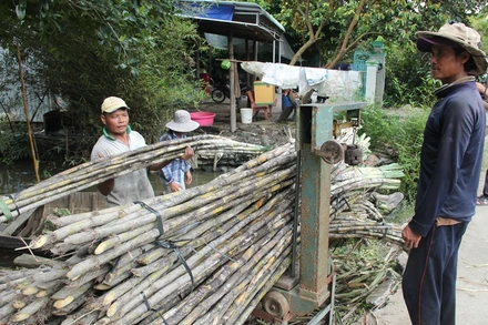 Bán mía chục cho thương lái ở thành phố Ngã Bảy, tỉnh Hậu Giang.