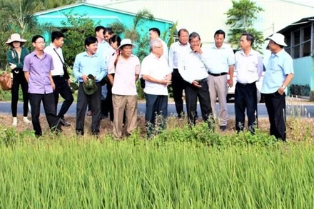 Vùng sản xuất lúa giống ST25 tại thị xã Ngã Năm.