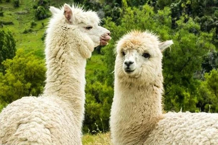 Kháng thể từ lạc đà không bướu vô hiệu hóa virus SARS-CoV-2 trong phòng thí nghiệm.