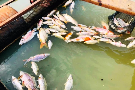 Cá chết nổi trong bè.