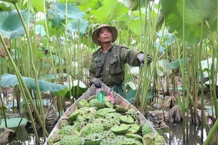 Người dân xã Chuyên Ngoại, thị xã Duy Tiên thu hoạch sen.