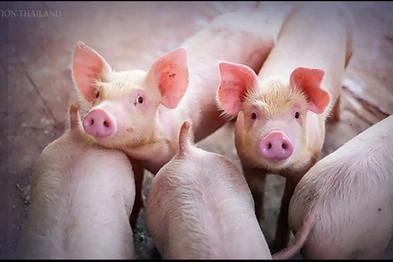 Thái Lan sẽ hạn chế xuất khẩu nếu giá thịt lợn trong nước tăng cao. (Ảnh: Nation).