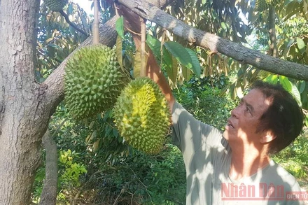 Ông Tạo luôn để sầu chín rụng mới mang vào nhà.