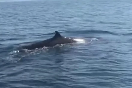 Cá voi xuất hiện ở vùng biển Cù Lao Chàm.