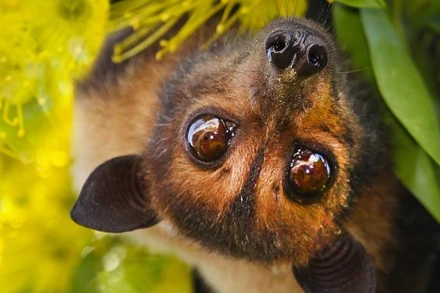 Bộ gen của dơi tiết lộ "siêu năng lực" chống lại những mầm bệnh chết người nó mang trong mình. Ành: Getty Images.