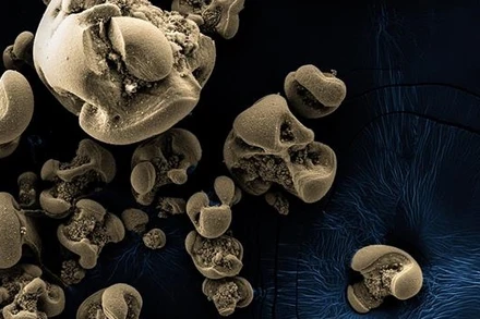 Hình ảnh các nốt oxit mangan được tạo ra bởi các vi khuẩn được phát hiện bởi nhóm Caltech. Các nốt thường có đường kính khoảng 0,1 đến 0,5 mm. Ảnh: Hang Yu/Caltech.