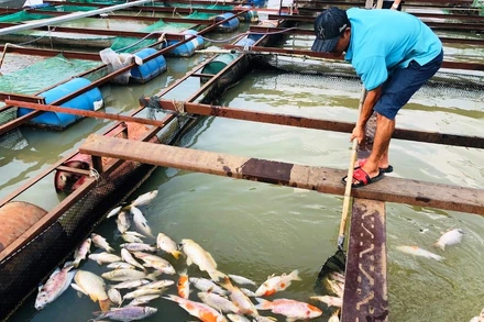 Cá chết nổi trong bè gia đình anh Nguyễn Văn Vỵ.