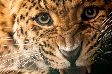 Báo cáo của Liên hợp quốc cho biết các bộ phận cơ thể sư tử, các loài báo đang ngày càng được tội phạm buôn lậu săn tìm nhiều hơn để thay thế hổ. Ảnh: Getty Images.