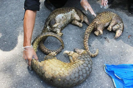 Tê tê là một trong những loài động vật hoang dã bị buôn bán nhiều nhất thế giới cũng như ở Việt Nam.