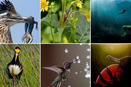 Những bức ảnh đoạt giải năm nay có màu sắc rực rỡ và góc nhìn tươi mới.