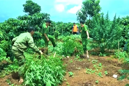 Sau khi phát hiện, Công an huyện Ea H’leo tiến hành nhổ bỏ và tiêu hủy toàn bộ số cây cần sa trồng trái phép theo quy định.