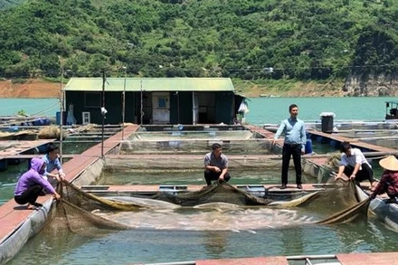 Ông Phạm Văn Thịnh, Giám đốc Công ty Cường Thịnh (đứng) đang chỉ đạo thu hoạch cá.